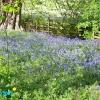 Bluebells in Bevercotes