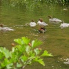 Unknown Ducks on the River Wye - The Peak District