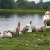 Swans at Hatchet pond, New Forest