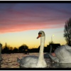 Swan Lake, Dovercourt, Essex