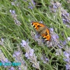 Butterfly in Worksop, Nottinghamshire