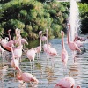 Flamingos in York, Yorkshire