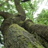 An oak in Brocton Coppice, Cannock Chase, Staffordshire