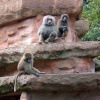 Baboons at Paignton Zoo, Devon