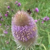 This wildflower is the Teasel which the bees love, Goole, East Riding of Yorkshire
