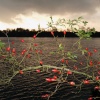 Rosehips by lakeside, Calvert, Buckinghamshire