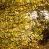 Turning Hawthorn Leaves, Calvert, Buckinghamshire