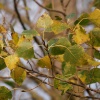 Autumn leaves in the breeze, Calvert, Buckinghamshire