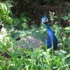 Peacock at Newquay Zoo