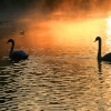 Swans on Stowepool, Lichfield at sunrise