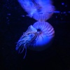 Blue Reef Aquarium, Newquay, Cornwall