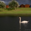 Swan on a Dovercourt lake, Essex