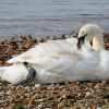 Swan at Mudeford, Dorset