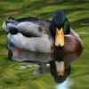 Mallard duck in the New Forest