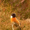 Stone Chat, on the Moors of Mossley