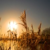 Lake edge reeds