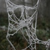 Frost on a web