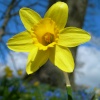 Daffodil at Waddesdon Manor, Buckinghamshire