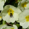 Fly on a flower, Waddesdon, Buckinghamshire