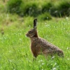 Hare sitting very still !!
