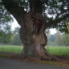 Isaac's Oak, Wheatley, Oxfordshire