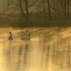 Mute swans in the mist, North Cave, East Riding of Yorkshire