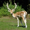 Fallow deer in East park, Kingston upon Hull, East Riding of Yorkshire