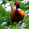 Colourful pheasant....phasianus colchicus, South Cave, East Riding of Yorkshire