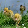 Mallard ducklings, Brantingham, East Riding of Yorkshire