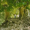 Roots, Avebury, Wiltshire