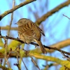 Hedge sparrow or Dunnock....prunella modularis, North Cave, East Riding of Yorkshire