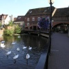 Swans by the Mill in Salisbury, Wiltshire