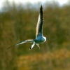 Gull in Flight. Herrington Country Park.