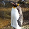 Penguin at Birdland, Bourton on the Water