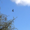Red Kite flying over gardens in Wheatley