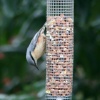 Nuthatch, the other way up. For POE.