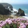 Thrift coming into flower on the clifftop at Bedruthan Steps