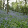 Bluebells, Marles Wood, Dinckley.