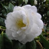 Caerhays Castle gardens are famous for their collection of camellias