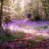 Bluebells