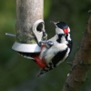 Great Spotted Woodpecker at Wallington Hall.