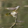 Grey Wagtail perched over the nature pond at Wallington Hall.