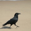 Carrion Crow doing the Goose Step on South Shield beach