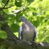 Wood Pigeon, Marcham, Oxfordshire