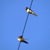 Swallows....hirundo rustica, Bishop Burton
