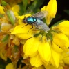 Fly on a flower at Croome Park