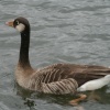 Unidentified Goose on Herrington Ponds