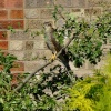 Female sparrowhawk....accipiter nisus