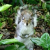 Grey Squirrel in Saltwell Park, Gateshead.