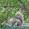 Grey Squirrel with Bull Finches as seen from hide at Washington Wetland Centre.